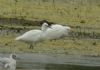Cattle Egret at Vange Marsh (RSPB) (Steve Arlow) (108186 bytes)